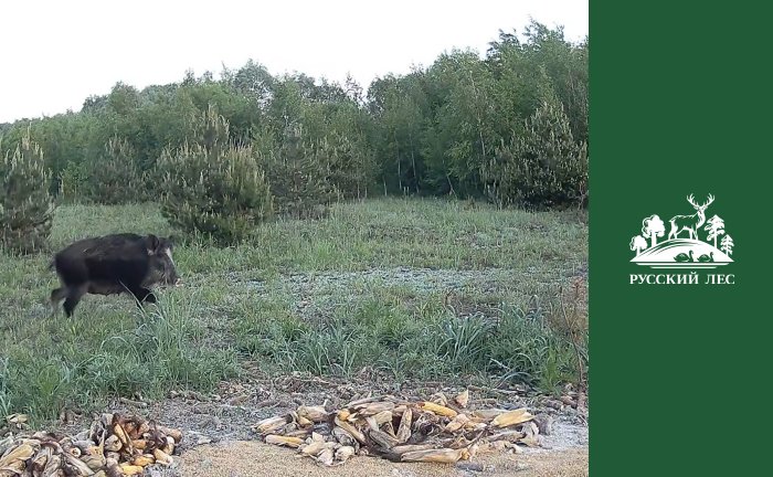 Тайная жизнь обитателей "Лебяжьего"