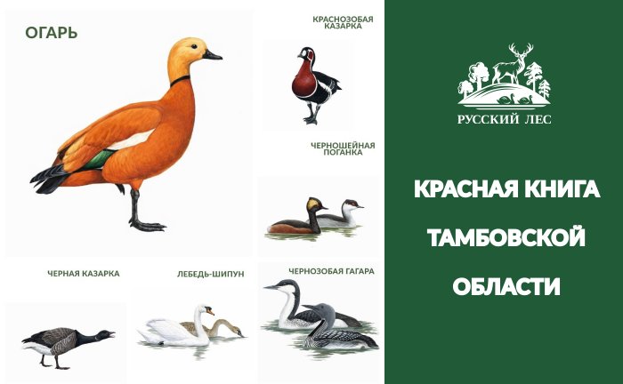 Внимание: Красная Книга Тамбовской области! Часть 2