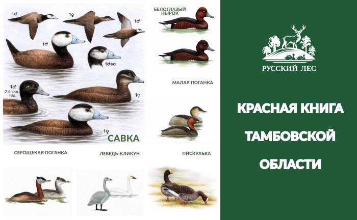Внимание: Красная Книга Тамбовской области! 